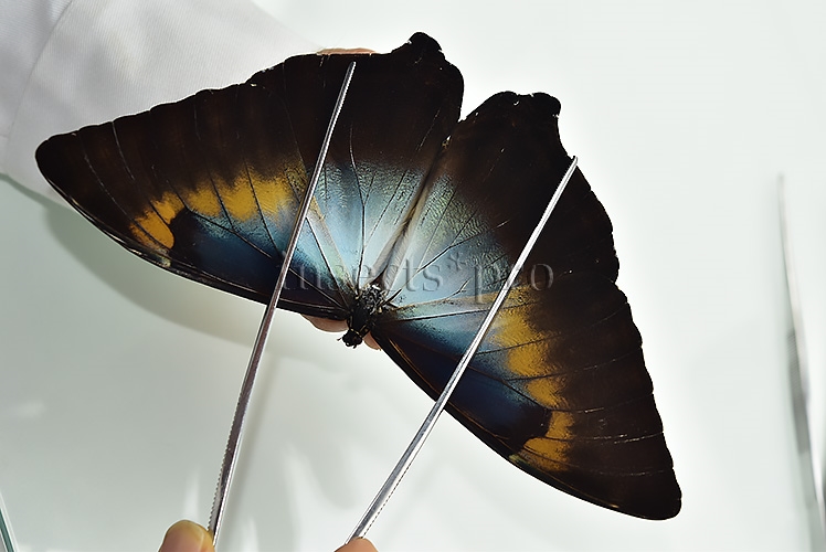 Morpho cisseis gahua f. phadena ♂