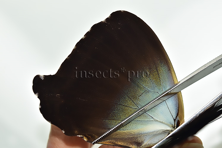 Morpho cisseis gahua f. phadena A1 ♂ - Image 4
