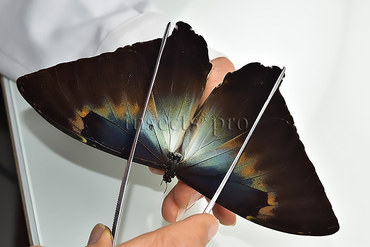 Morpho cisseis gahua f. phadena A1 ♂ - Image 5