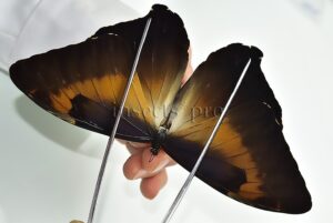 Morpho cisseis jeannoti A1 ♂