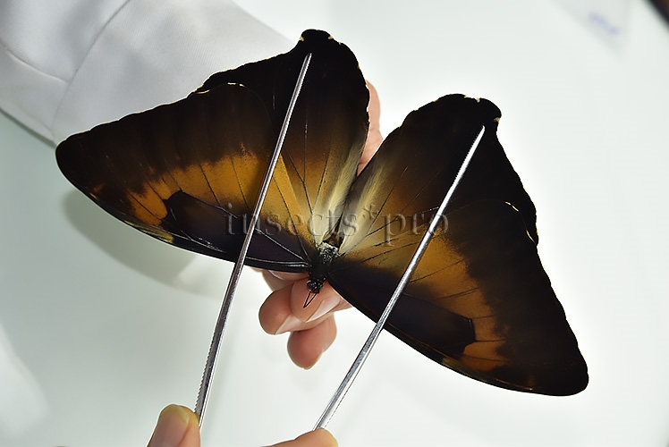 Morpho cisseis jeannoti A1 ♂ - Image 4