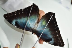 Morpho cisseis gahua f. gahua A1 ♀ FEMALE
