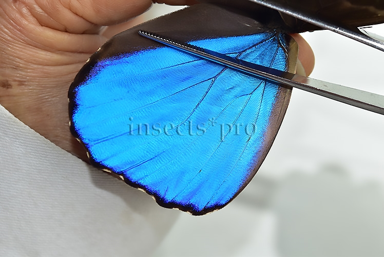 Morpho godartii tingomariensis ♂ ABERRATION* - Image 4