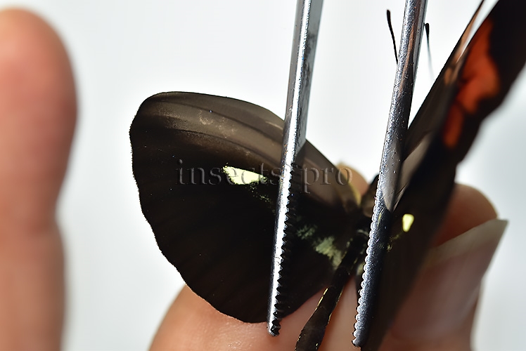 Heliconius sp. A1 ♂ HYBRID* - Image 4