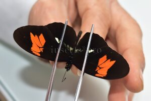 Heliconius sp. A1 ♂ HYBRID*