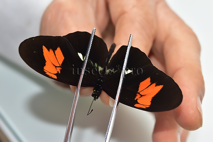 Heliconius sp. A1 ♂ HYBRID*