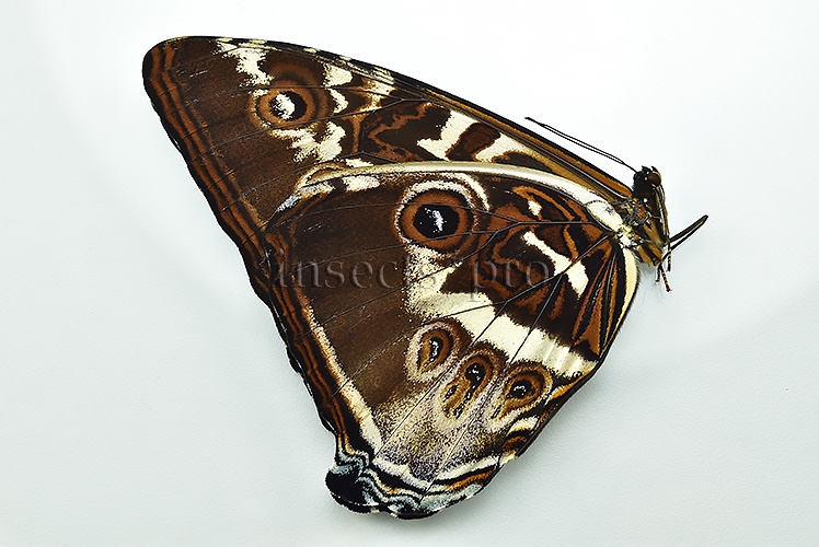 Morpho cisseis cabrera A1 ♂ LARGE SPECIMEN - Image 2