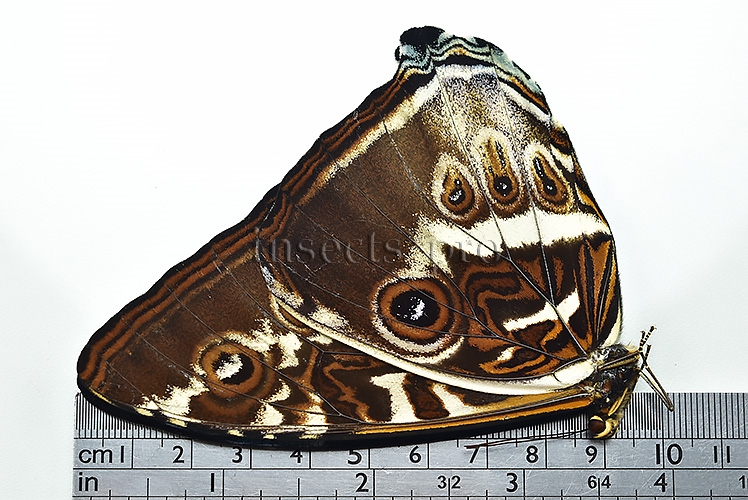 Morpho cisseis cabrera A1 ♂ LARGE SPECIMEN - Image 3