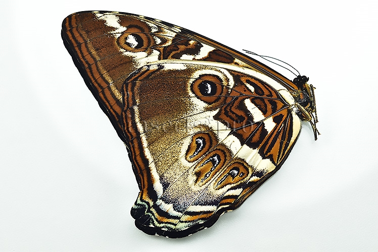 Morpho cisseis cabrera ♂ BLUE FORM - Image 2