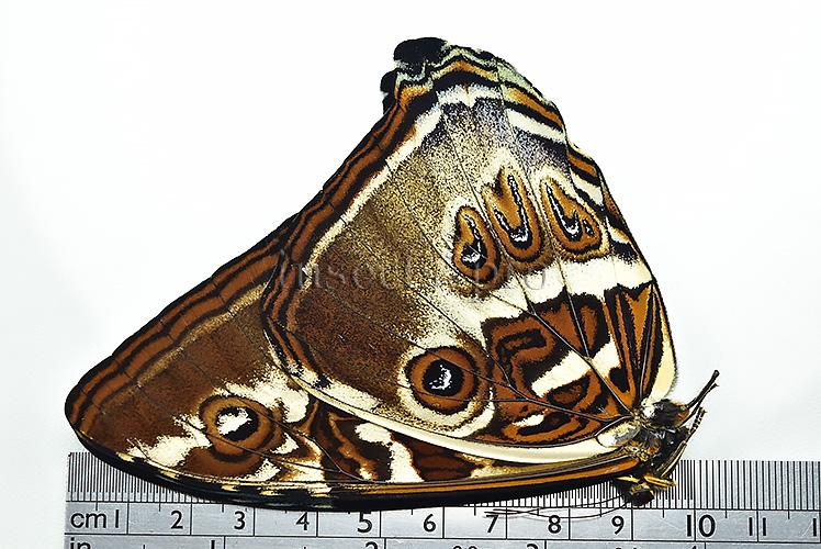 Morpho cisseis cabrera ♂ BLUE FORM - Image 3