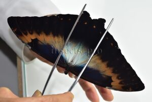 Morpho cisseis cabrera A1 ♂ OCHREOUS AND LARGE