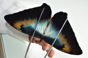 Morpho cisseis cabrera A1 ♂ OCHREOUS FORM