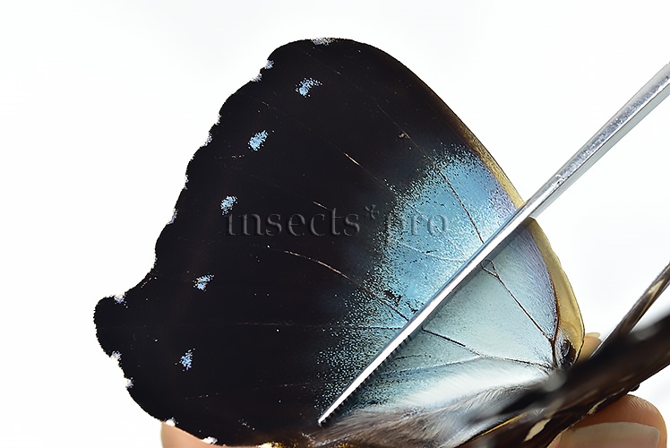 Morpho cisseis cabrera A1 ♂ LARGE SPECIMEN - Image 4