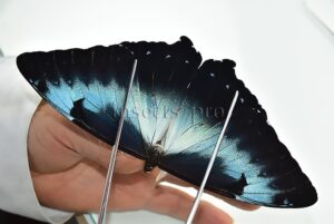 Morpho cisseis cabrera A1 ♂ LARGE SPECIMEN
