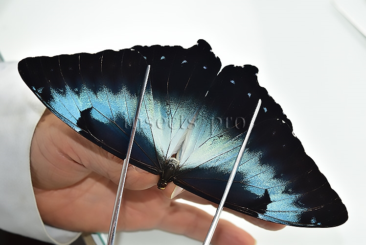 Morpho cisseis cabrera A1 ♂ LARGE SPECIMEN