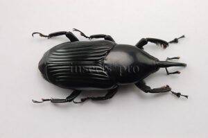 Rhynchophorus palmarum A1 ♂ LARGE SPECIMEN 42mm