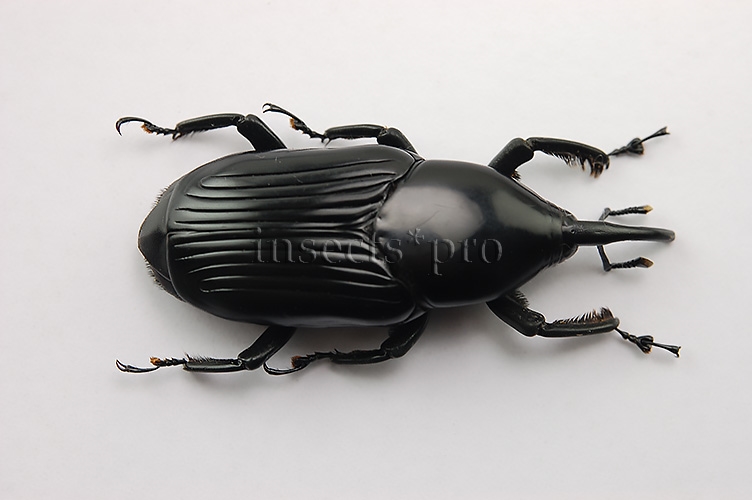 Rhynchophorus palmarum A1 ♂ LARGE SPECIMEN 42mm