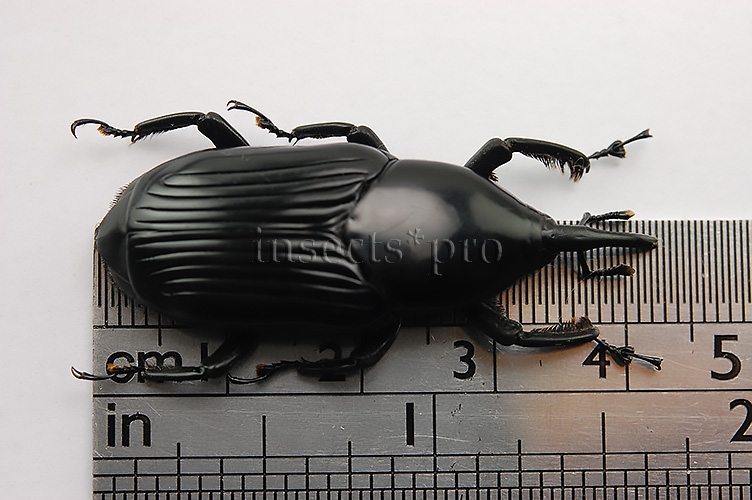 Rhynchophorus palmarum A1 ♂ LARGE SPECIMEN 42mm - Image 2