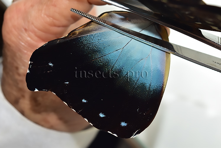 Morpho cisseis cabrera ♂ BLUE FORM - Image 4