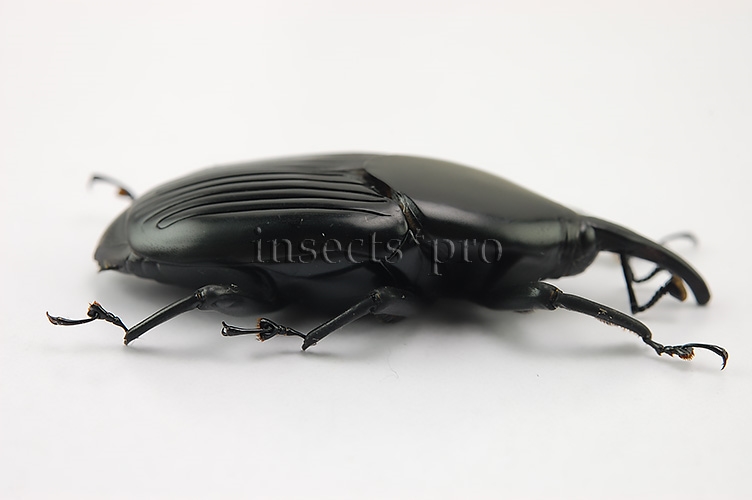 Rhynchophorus palmarum A1 ♂ LARGE SPECIMEN 42mm - Image 3
