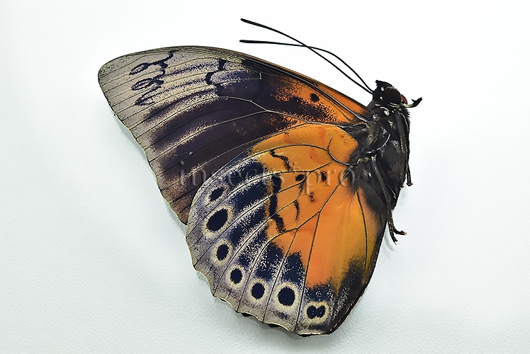 Agrias beatifica x Prepona laertes A1 ♂ HYBRID* - Image 2