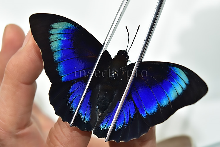 :::BULK SALE:::: Agrias beatifica x Prepona laertes A1 ♂ GOOD FORMS!