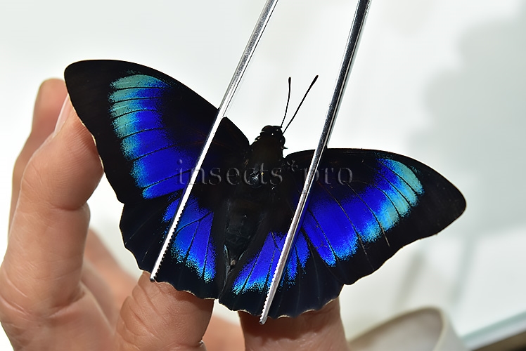 Agrias beatifica x Prepona laertes A1 ♂ HYBRID*
