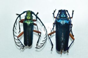 Hovorelus splendidus ♂♀ PAIR (male + female)