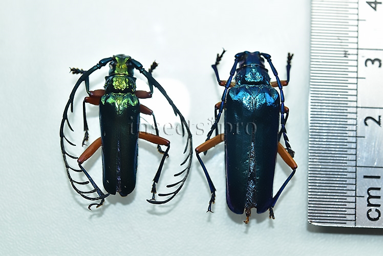 Hovorelus splendidus ♂♀ PAIR (male + female) - Image 2