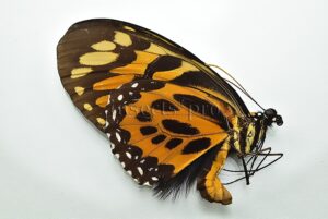 Pterourus neyi neyi ♂ RARE PAPILIO