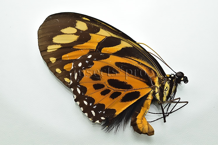 Pterourus neyi neyi ♂ RARE PAPILIO