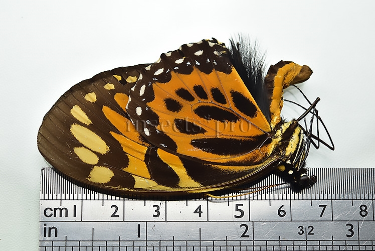 Pterourus neyi neyi ♂ RARE PAPILIO - Image 2