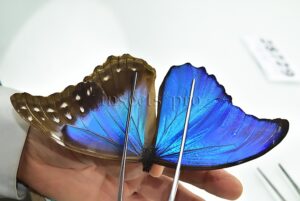 Morpho godartii tingomariensis A1 *GYNANDROMORPH* ⚥ BILATERAL FORM