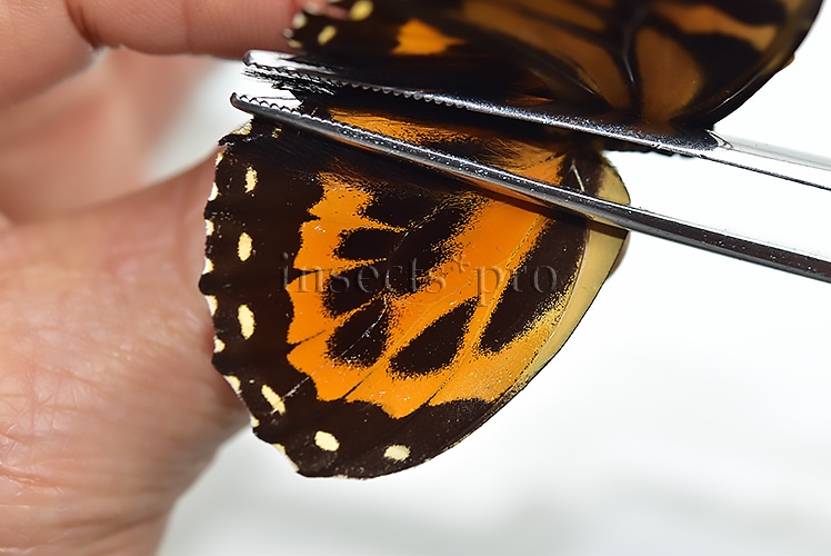 Pterourus neyi neyi ♂ RARE PAPILIO - Image 4