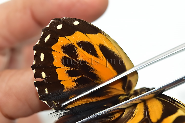 Pterourus neyi neyi ♂ RARE PAPILIO - Image 5