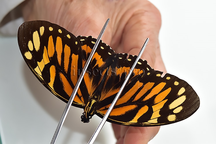Pterourus neyi neyi ♂ RARE PAPILIO - Image 3