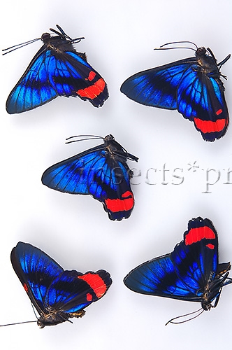 Ancyluris mira A1 ♂ SET of 4 sp.