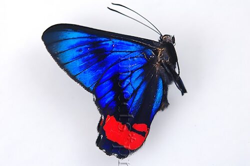 Ancyluris mira A1 ♂ SET of 4 sp. - Image 2