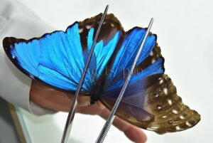 Morpho godartii tingomariensis A1 *GYNANDROMORPH* ⚥ INTERESTING MOSAIC SPECIMEN