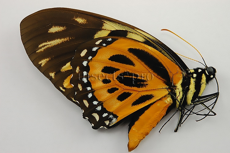 :::BULK SALE:::: Pterourus zagreus ssp. A1 ♂ SOUTH-PERU