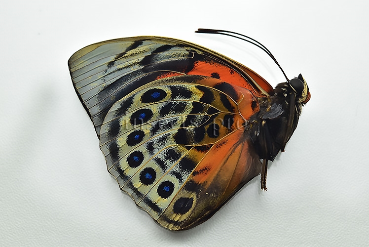 Agrias beatifica x Agrias claudina lugens A1 ♂ HYBRID* GOOD FORM - Image 2