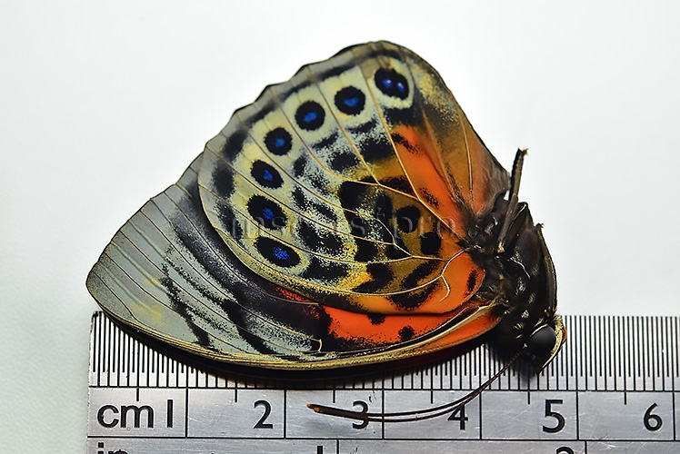 Agrias beatifica x Agrias claudina lugens A1 ♂ HYBRID* GOOD FORM - Image 3