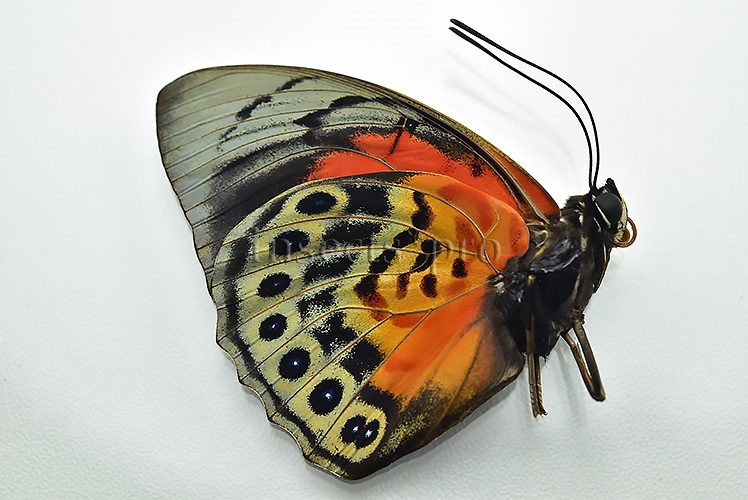 Agrias beatifica x Agrias claudina lugens A1 ♂ HYBRID* GOOD FORM - Image 2
