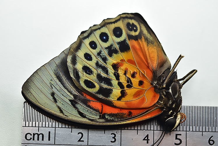 Agrias beatifica x Agrias claudina lugens A1 ♂ HYBRID* GOOD FORM - Image 3