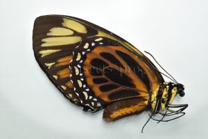 Pterourus zagreus batesi A1 ♀