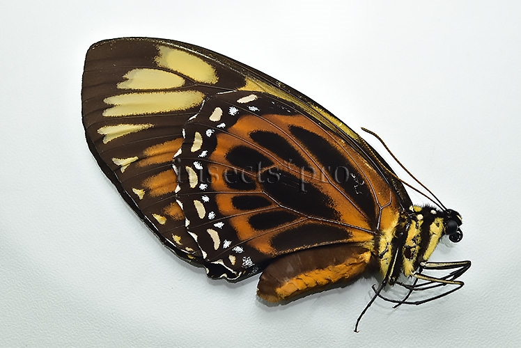 Pterourus zagreus batesi A1 ♀