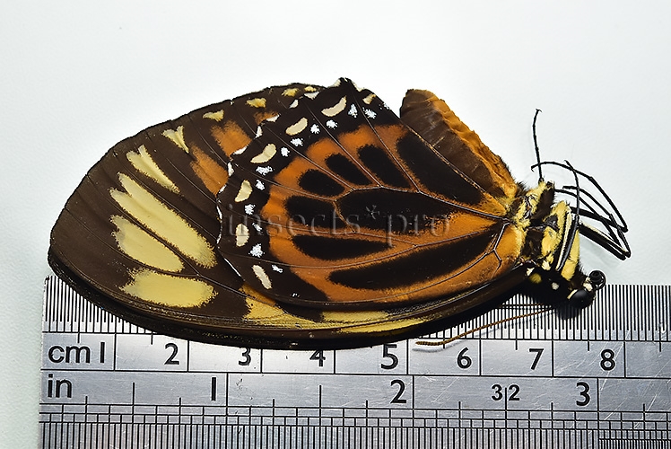 Pterourus zagreus batesi A1 ♀ - Image 2