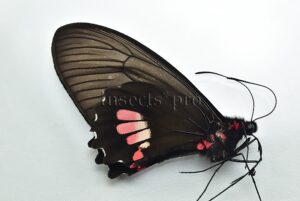 Parides pizarro kuhlmanni ♀ RARE FEMALE