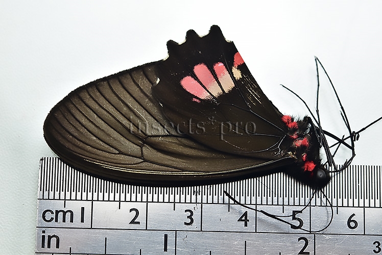 Parides pizarro kuhlmanni ♀ RARE FEMALE - Image 2