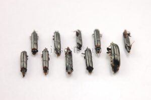 Trypanaeus sp. A1 ♂♀ SET of 10 sp.
